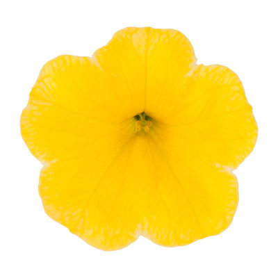 Zauberglöckchen 'Cabaret® Early Bright Yellow' gelb, Topf-Ø 13 cm, 6 Pflanzen Zauberglöckchen 'Cabaret® Early Bright Yellow' gelb, Topf-Ø 13 cm, 6 Pflanzen
