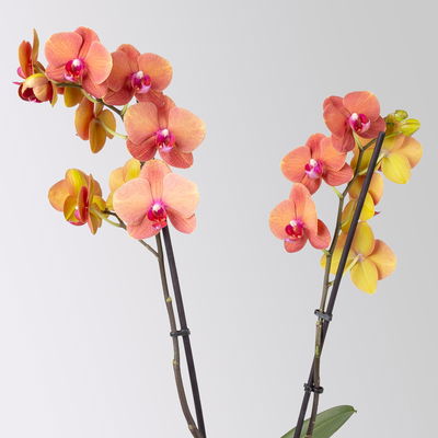 Schmetterlingsorchidee, orange, 2 Rispen, Topf-Ø 12 cm, Höhe ca. 60 cm Schmetterlingsorchidee, orange, 2 Rispen, Topf-Ø 12 cm, Höhe ca. 60 cm
