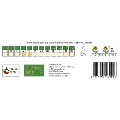Darwin Hybride Tulpen 'Blushing Apeldoorn', rot, gelb, 7 Blumenzwiebeln