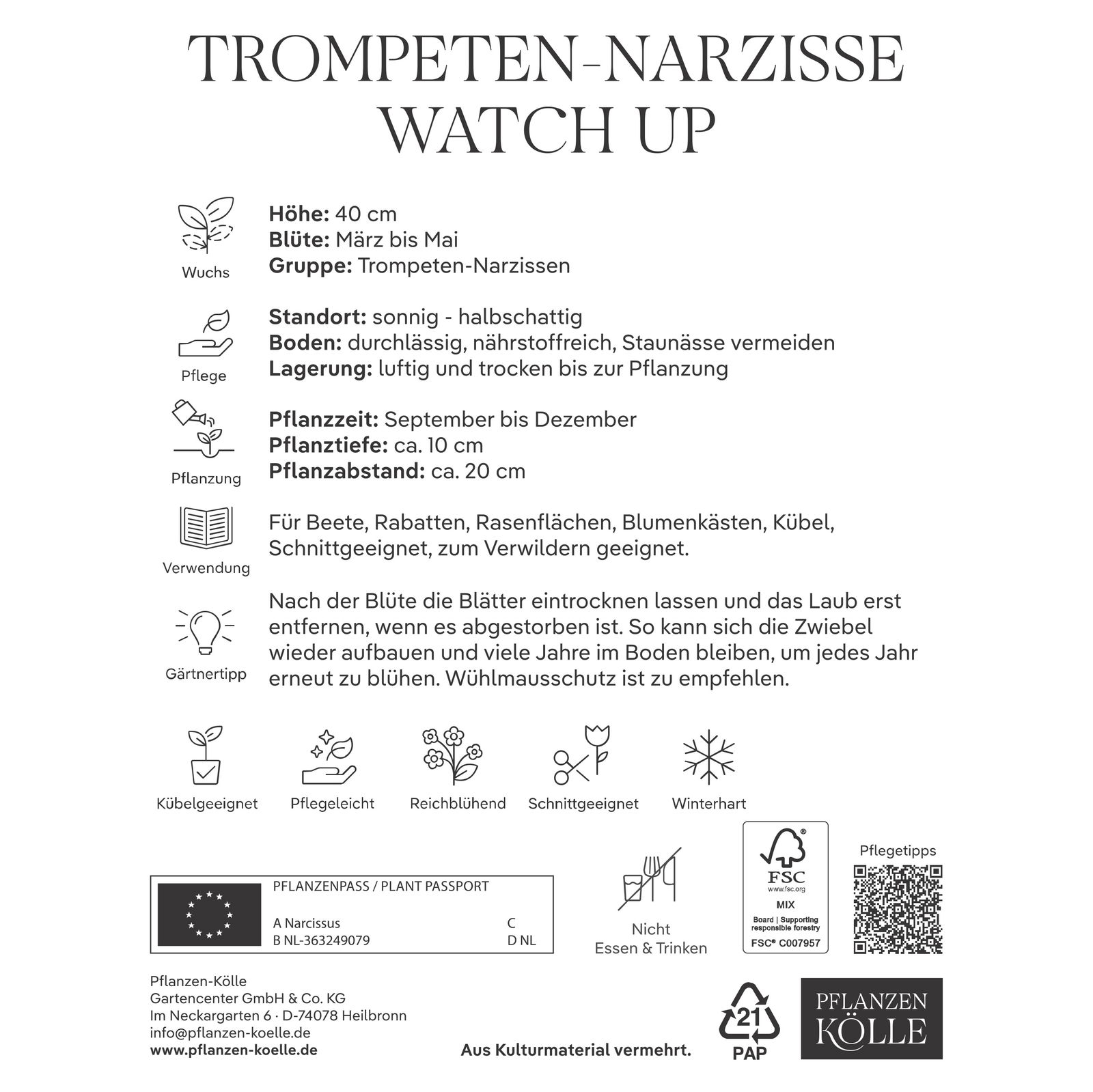 Großkronige Narzisse 'Watch Up', 5 Blumenzwiebeln, weiß, Größe 12/14
