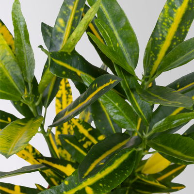 Kroton 'Sunny Star', inkl. Keramiktopf Dallas weiß, Topf-Ø 12 cm, 3 Stück