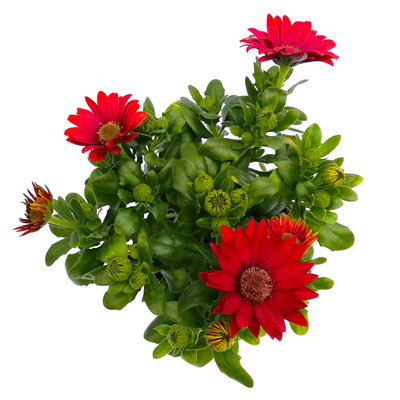 Kapkörbchen rot, Topf-Ø 12 cm, 6er-Set