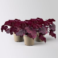 Bio Purpurglöckchen 'Wild Rose', violett, Topf-Ø 12 cm, 3 Pflanzen
