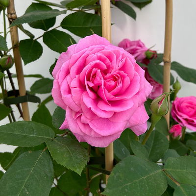 Englische Rose 'Gertrude Jekyll' (Ausbord), rosa, Doppelbogen, Topf 10 Liter Englische Rose 'Gertrude Jekyll' (Ausbord), rosa, Doppelbogen, Topf 10 Liter