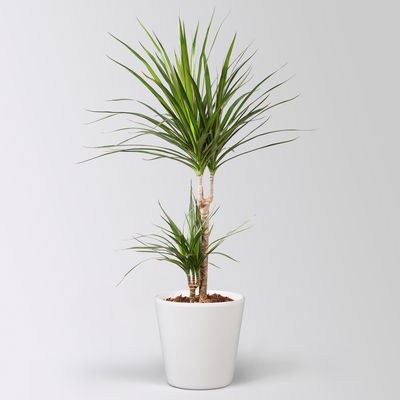 Drachenbaum, 2er-Tuff, inkl. Keramiktopf Dallas, Höhe ca. 70 cm, Topf-Ø 17 cm