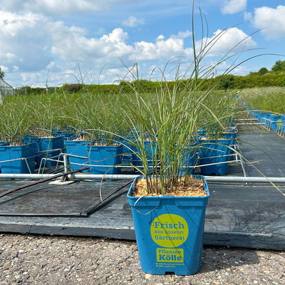 Bio Chinaschilf 'Gracilimus', Topf 5 Liter Bio Chinaschilf 'Gracilimus', Topf 5 Liter