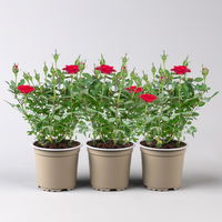 Rose 'Mandy Kordana® Classic' rot, Topf-Ø 10,5 cm, 3er-Set