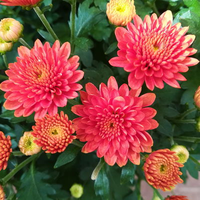 Chrysanthemen, gelb-bronze-rot, Topf-Ø 19 cm, 3 Pflanzen Chrysanthemen, gelb-bronze-rot, Topf-Ø 19 cm, 3 Pflanzen