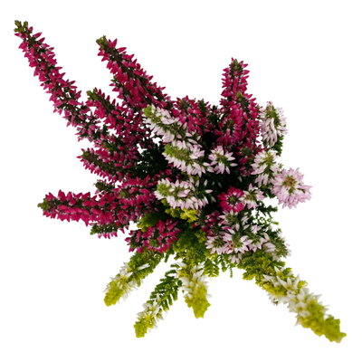 Knospenheide 'Trio' mehrfarbig, Farben zufällig, Topf-Ø 6 cm, 12 Pflanzen Knospenheide 'Trio' mehrfarbig, Farben zufällig, Topf-Ø 6 cm, 12 Pflanzen