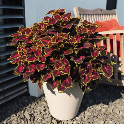 Buntnessel 'Hollywood Boulevard', dunkelrot-pink-grün, Topf-Ø 12 cm, 6 Pflanzen