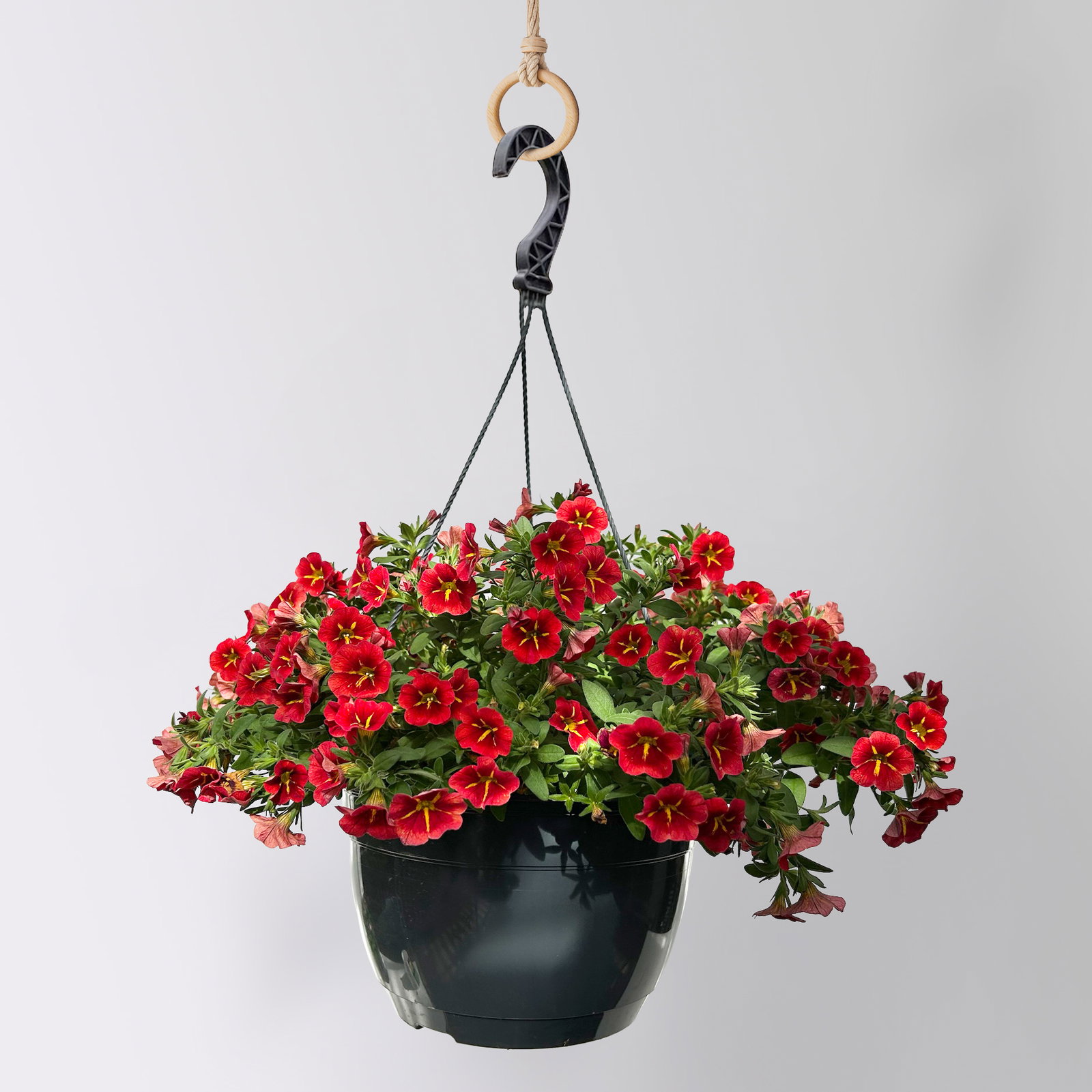 Zauberglöckchen 'Red Kiss' rot, Ampeltopf-Ø 27 cm Zauberglöckchen 'Red Kiss' rot, Ampeltopf-Ø 27 cm