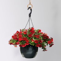 Zauberglöckchen 'Red Kiss' rot, Ampeltopf-Ø 27 cm Zauberglöckchen 'Red Kiss' rot, Ampeltopf-Ø 27 cm