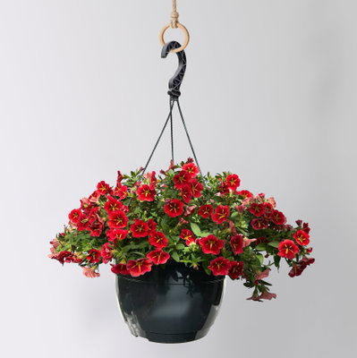 Zauberglöckchen 'Red Kiss' rot, Ampeltopf-Ø 27 cm Zauberglöckchen 'Red Kiss' rot, Ampeltopf-Ø 27 cm