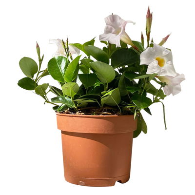 Dipladenie 'Qdeville®', weiß, buschartig, Topf-Ø 17 cm, Höhe ca. 40 cm