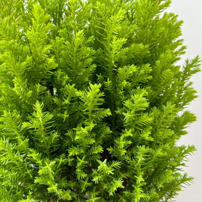 Gelbe Kegelzypresse 'Ellwood's Gold', Topf-Ø 13 cm, 6 Pflanzen