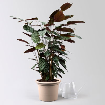 Ctenanthe 'Compactstar', Topf-Ø 21 cm, Höhe ca. 80-100 cm Ctenanthe 'Compactstar', Topf-Ø 21 cm, Höhe ca. 80-100 cm