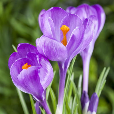Krokus Mini blau, Topf-Ø 6 cm, 10 Pflanzen