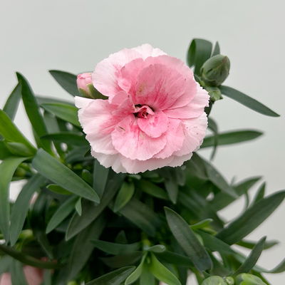 Dianthus 'Oscar' Mini, Farbmix, Topf-Ø 7 cm, 6 Pflanzen