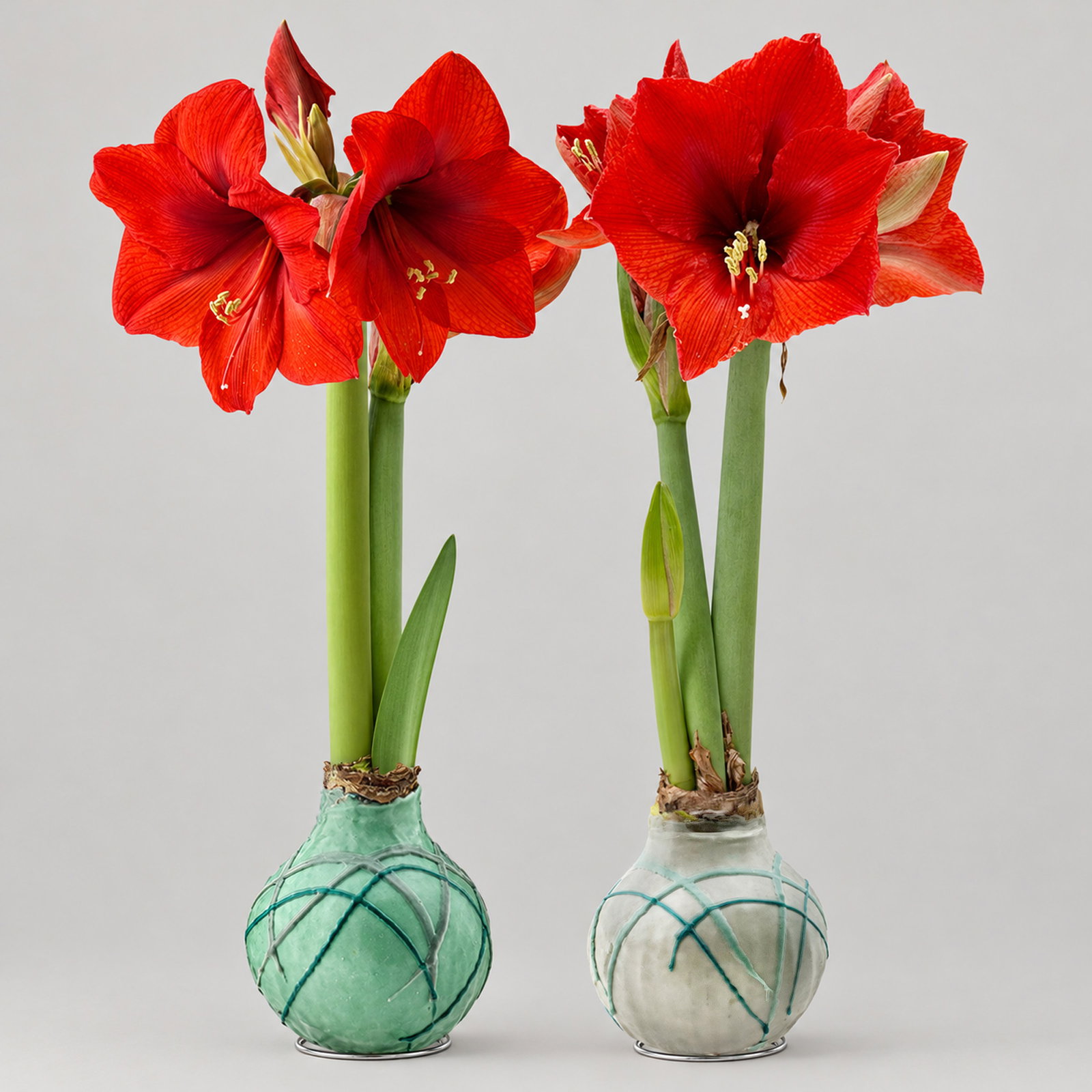 Amaryllis in Wachs XL, Dekor 'Forest Mix' Farbe zufällig, Blüte rot, 2 Pflanzen Amaryllis in Wachs XL, Dekor 'Forest Mix' Farbe zufällig, Blüte rot, 2 Pflanzen