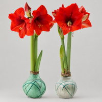Amaryllis in Wachs XL, Dekor 'Forest Mix' Farbe zufällig, Blüte rot, 2 Pflanzen Amaryllis in Wachs XL, Dekor 'Forest Mix' Farbe zufällig, Blüte rot, 2 Pflanzen