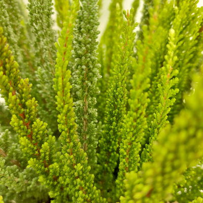 Besenheide 'SKYLINE® Trio' Mix zufällig, Topf-Ø 13 cm, 3 Pflanzen