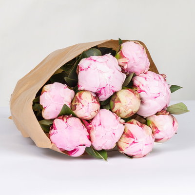 10 rosa Pfingstrosen 10 rosa Pfingstrosen