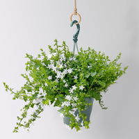 Polster-Glockenblume 'Adansa® White' weiß, Ampeltopf-Ø 19 cm