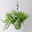 Polster-Glockenblume 'Adansa® White' weiß, Ampeltopf-Ø 19 cm Polster-Glockenblume 'Adansa® White' weiß, Ampeltopf-Ø 19 cm