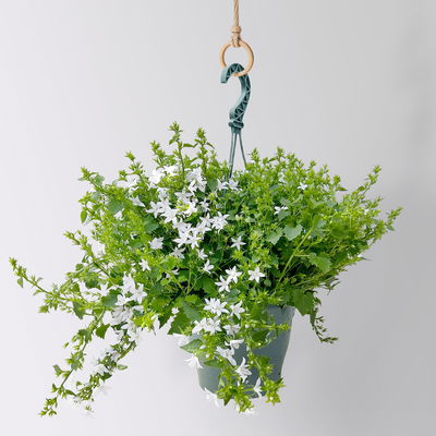 Polster-Glockenblume 'Adansa® White', weiß, Ampeltopf-Ø 19 cm, 2 Pflanzen