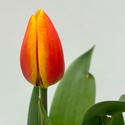 Tulpe zweifarbig, vorgetrieben, Topf-Ø 10 cm, 6 Pflanzen Tulpe zweifarbig, vorgetrieben, Topf-Ø 10 cm, 6 Pflanzen