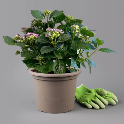 Gartenhortensie 'Curly Wurly®' Blau, 23cm Topf