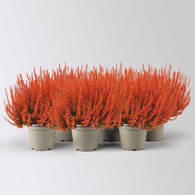 Knospenheide 'Picasso', orange gefärbt, Topf-Ø 12 cm, 6 Pflanzen Knospenheide 'Picasso', orange gefärbt, Topf-Ø 12 cm, 6 Pflanzen