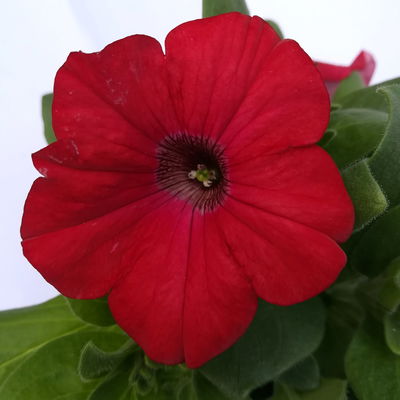 Hänge-Petunien 'Trio', bunt, Farben nach Verfügbarkeit, Ampeltopf-Ø 25/27 cm