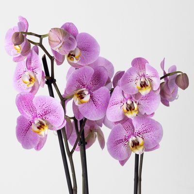 Schmetterlingsorchidee 'Seine', lila, 2 Rispen, Topf-Ø 12 cm, Höhe ca. 70 cm Schmetterlingsorchidee 'Seine', lila, 2 Rispen, Topf-Ø 12 cm, Höhe ca. 70 cm