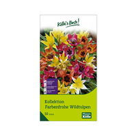 Wildtulpen-Mischung, bunt, 50 Blumenzwiebeln