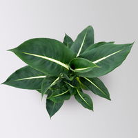 Dieffenbachie 'Green Magic', Topf-Ø 17cm, inkl. Übertopf Byron