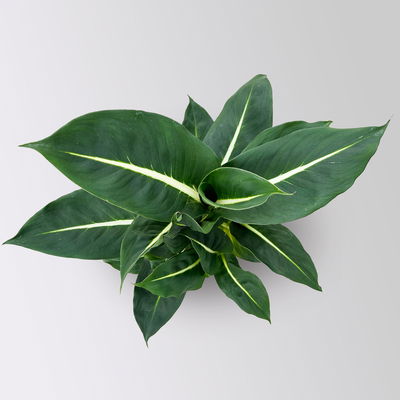 Dieffenbachie 'Green Magic', Topf-Ø 17cm, inkl. Übertopf Byron