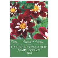 Kölles Beste Halskrausen-Dahlie 'Mary Evelyn', rot, 1 Blumenknolle