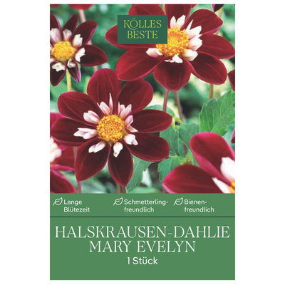 Kölles Beste Halskrausen-Dahlie 'Mary Evelyn', rot, 1 Blumenknolle