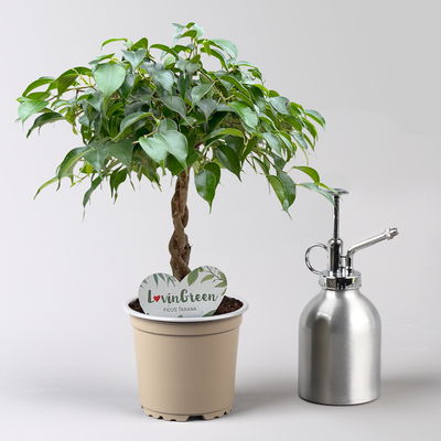 Birkenfeige grün, in Keramiktopf anthrazit, Topf-Ø 12 cm, Höhe ca. 40 cm