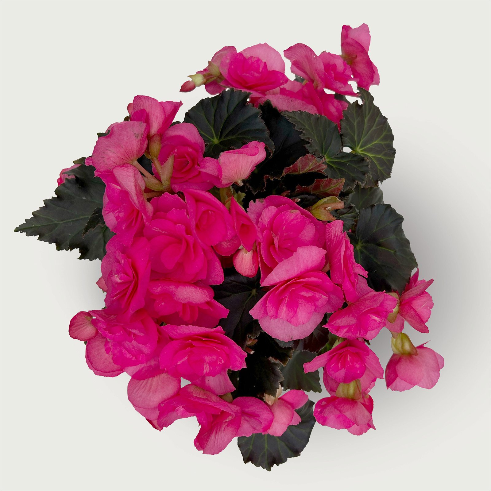 Begonie 'Sweeties Pink®' rosa, dunkellaubig, Topf-Ø 12 cm, 3er-Set