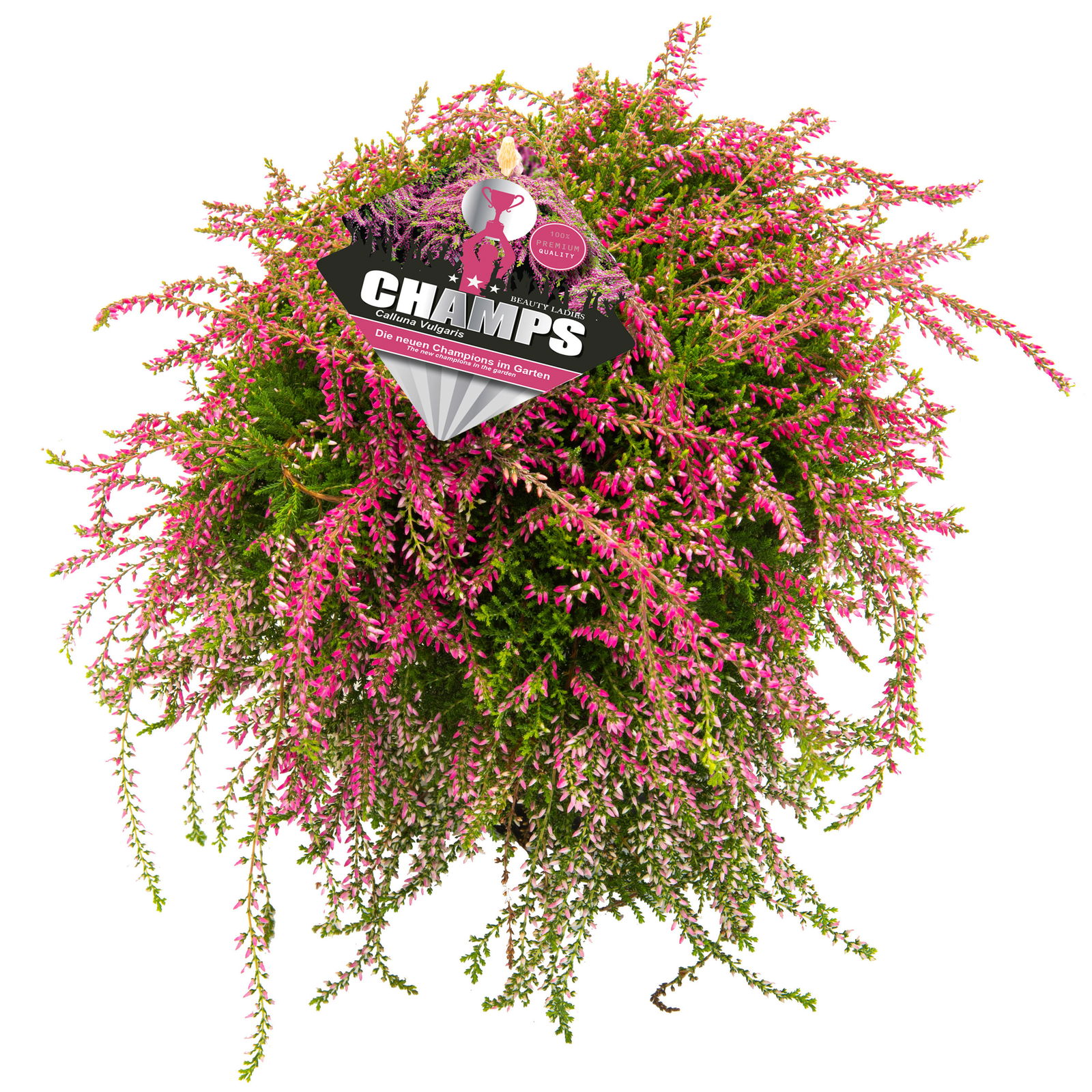 Calluna hängend, rosa, gelblaubig, Topf-Ø 12 cm, 3 Stück