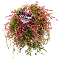 Calluna hängend, rosa, gelblaubig, Topf-Ø 12 cm, 3 Stück