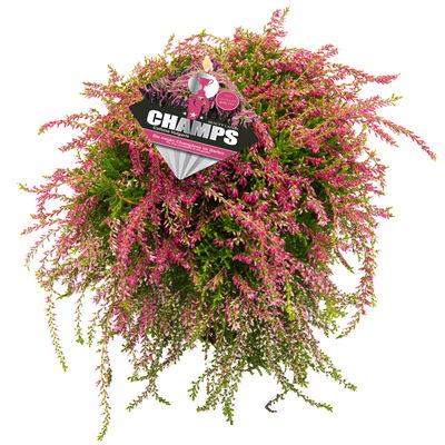 Calluna hängend, rosa, gelblaubig, Topf-Ø 12 cm, 3 Pflanzen Calluna hängend, rosa, gelblaubig, Topf-Ø 12 cm, 3 Pflanzen