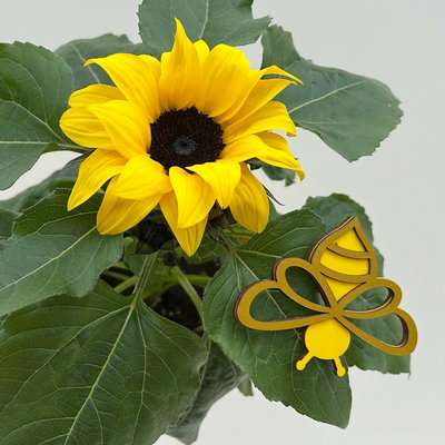 Sonnenblume, Topf-Ø 13 cm, in Zinkübertopf inkl. Stecker, 3 Pflanzen