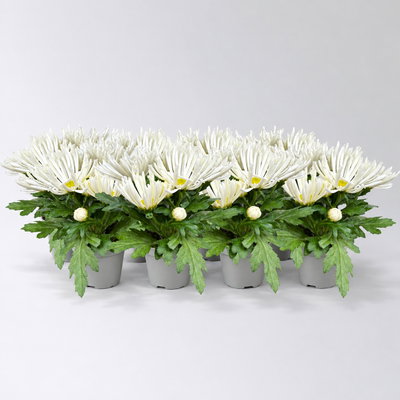 Chrysantheme Mini 'Spider'weiß, spinnenblütig, Topf-Ø 7cm, 8 Stück Chrysantheme Mini 'Spider'weiß, spinnenblütig, Topf-Ø 7cm, 8 Stück