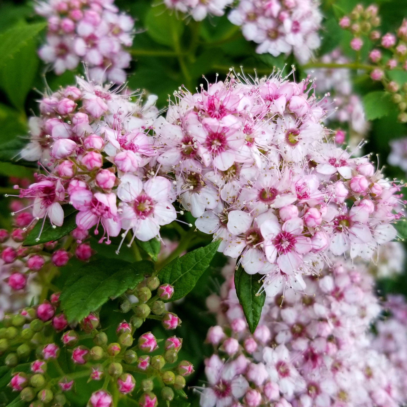 Zwergsommerspiere 'Little Princess', rosa, Höhe 25-30 cm, im 5 lt. Topf Zwergsommerspiere 'Little Princess', rosa, Höhe 25-30 cm, im 5 lt. Topf