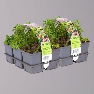 Sedum in verschiedenen Sorten im Mix-Set, Topf 7x7 cm, 2x 6 Pflanzen Sedum in verschiedenen Sorten im Mix-Set, Topf 7x7 cm, 2x 6 Pflanzen