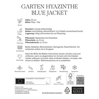 Garten-Hyazinthen 'Blue Jacket', blau, Größe 15/16, 5 Blumenzwiebeln