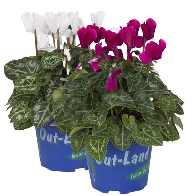 Alpenveilchen 'Outland', weiß/lila, Topf-Ø 10,5 cm, 6 Pflanzen